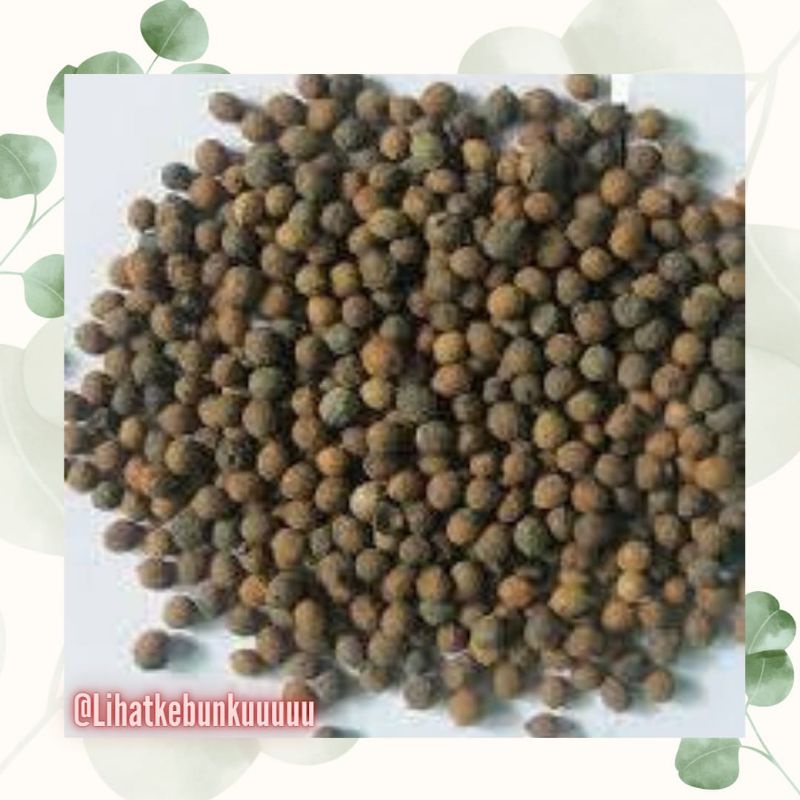 Benih Cendana (Santalum Album)