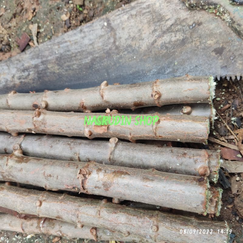 

[Fresh] BIBIT SINGKONG ROTI 1KG BIBIT STEK CUTTING SINGKONG ROTI