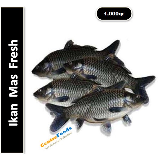 

Ikan Mas Fresh | 1.000gr [ Harga Per KG ]