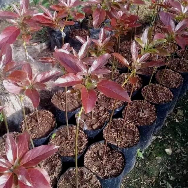 Bibit Buah Alpukat Red Vietnam