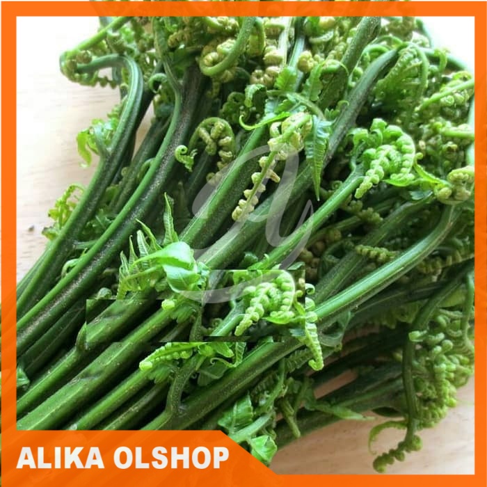

pakis sayur segar readystock
