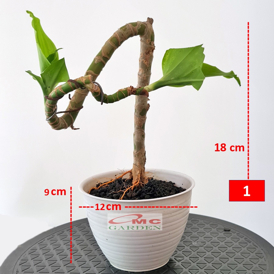 Tanaman Hias Bonsai Mame Dracaena Fragrans Massangeana Corn Plant Hijau Hanjuang Andong B-DFM-001