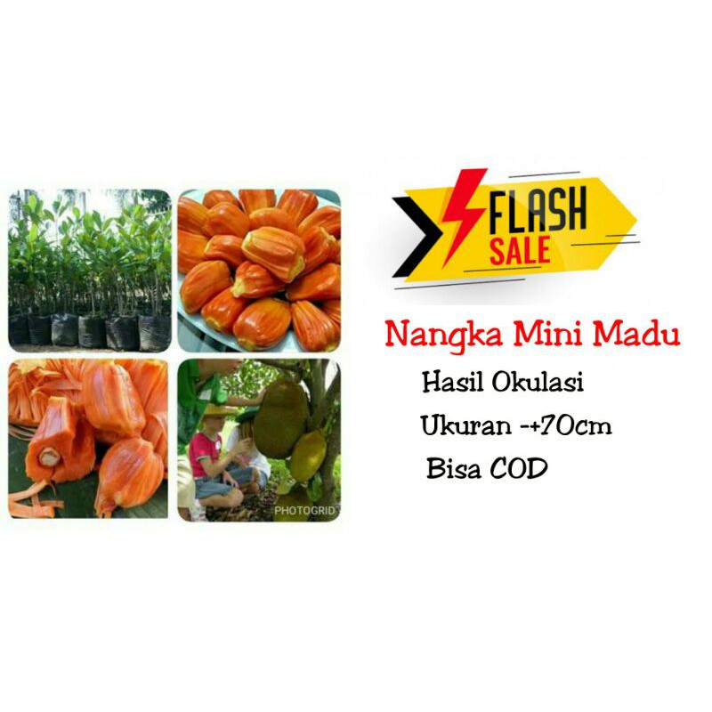 Bibit nangka madu nangka merah nangka mini madu okulasi nangka merah okulasi