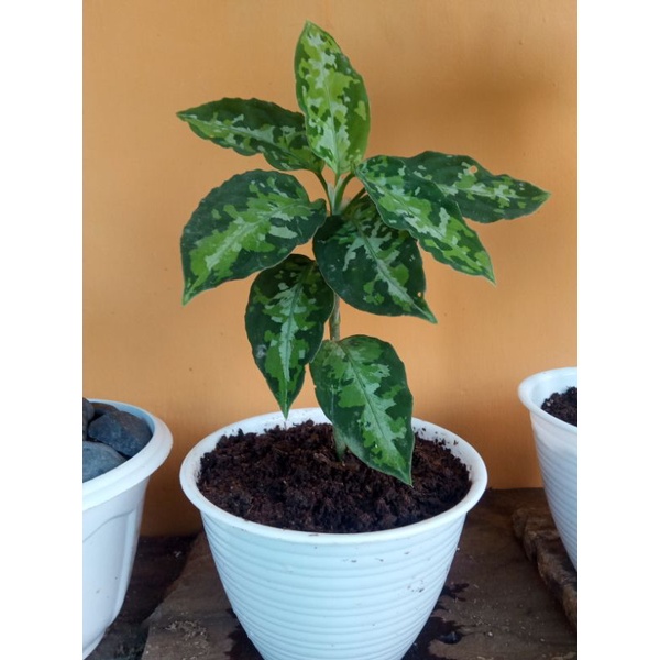 aglonema pictom tricolour