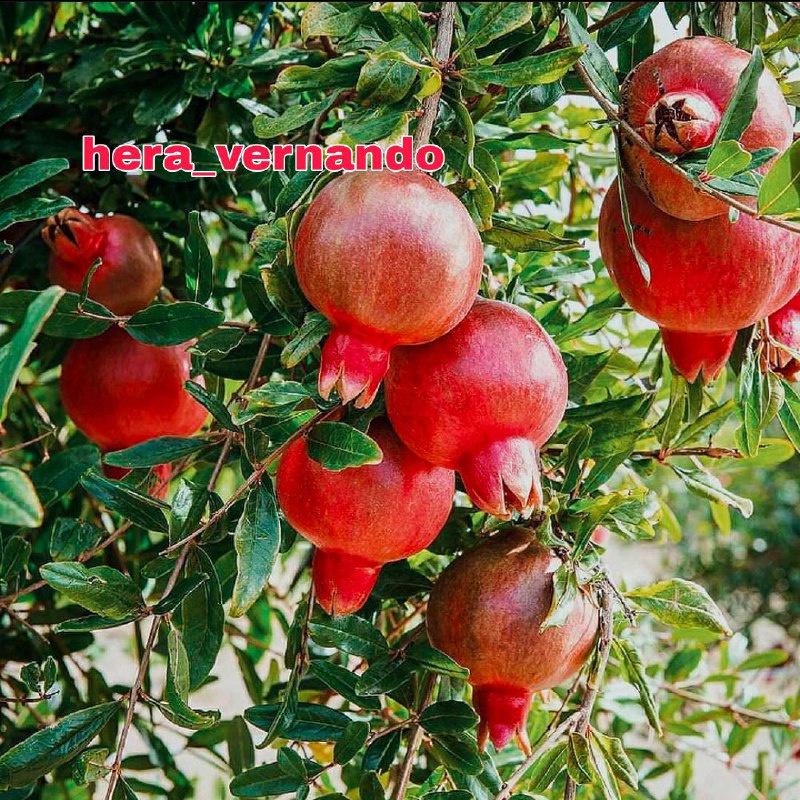 Bibit Delima Merah Jumbo Berbunga Auto Berbuah