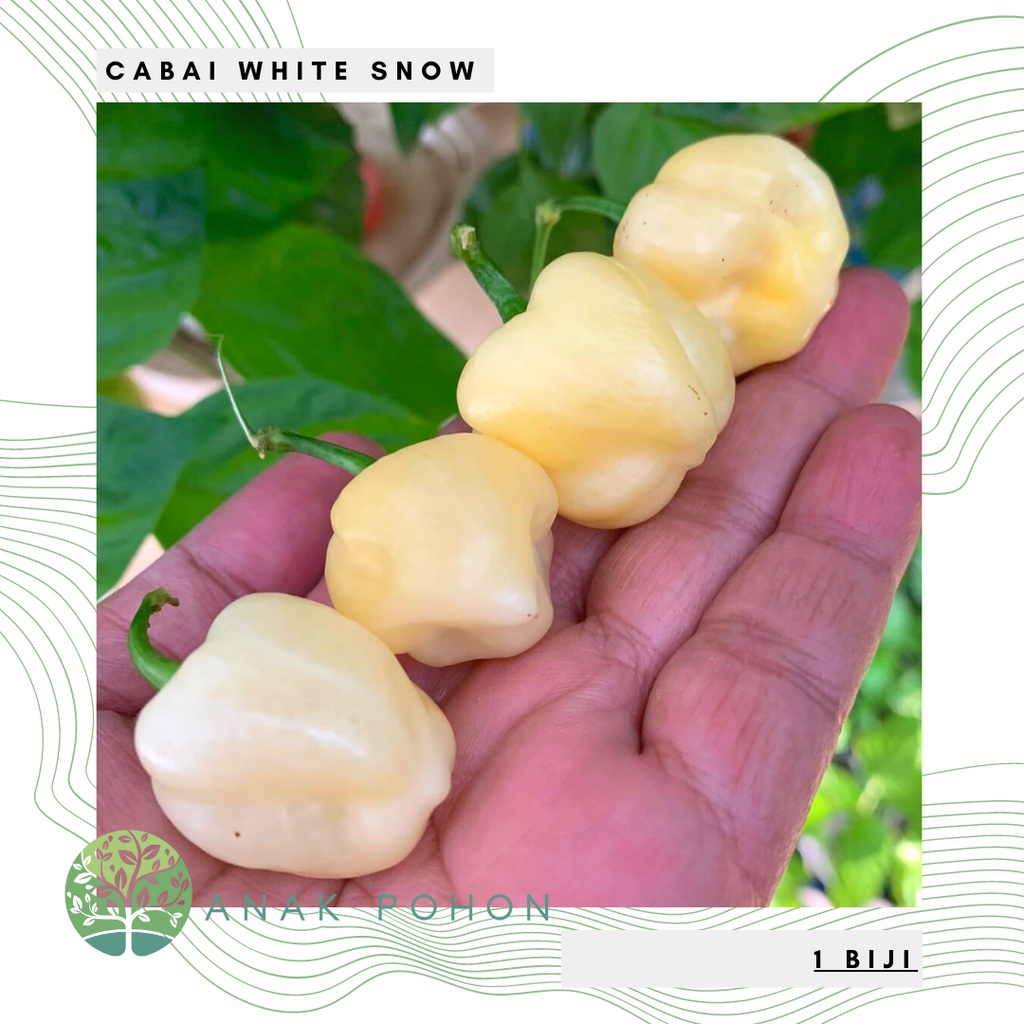 Benih Bibit Biji - Cabai White Snow Pepper Cabe Seeds