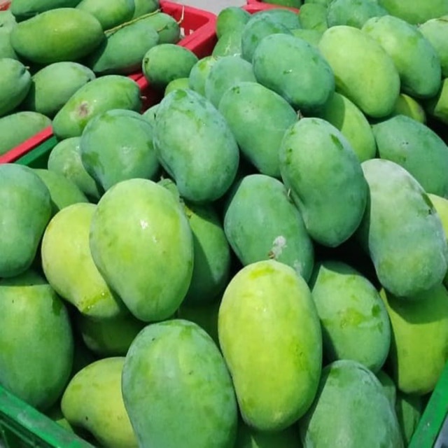 

Mangga Harumanis