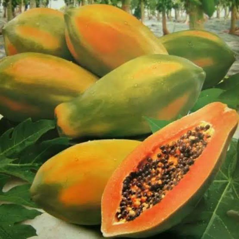 Bibit Buah Pepaya Thailand/Bibit Pepaya Bangkok Siap Tanam