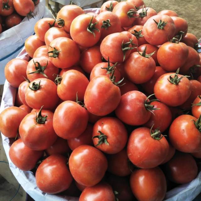 15 Biji - Benih TOMAT BUAH BULAT Jumbo - Tomat jumbo untuk ukuran tomat buah