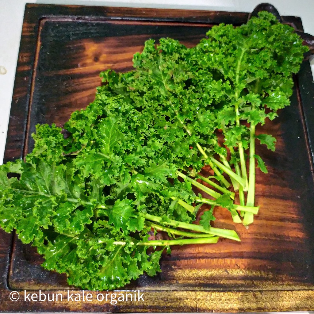

Kale Curly Organik 1000 gram / 1 Kg Superfood