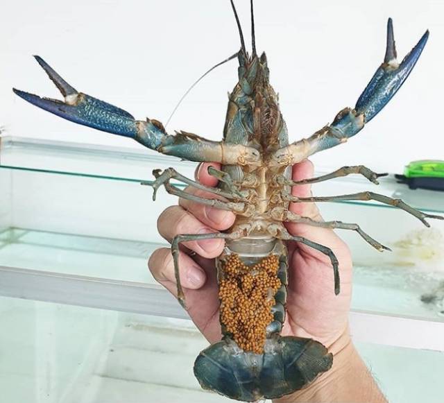 Apa Perbedaan Lobster Air Tawar Dan Lobster Air Laut Tirto Id