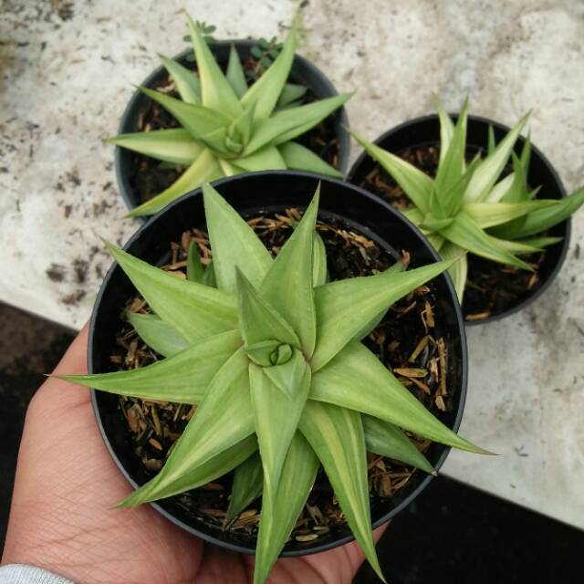 haworthia
