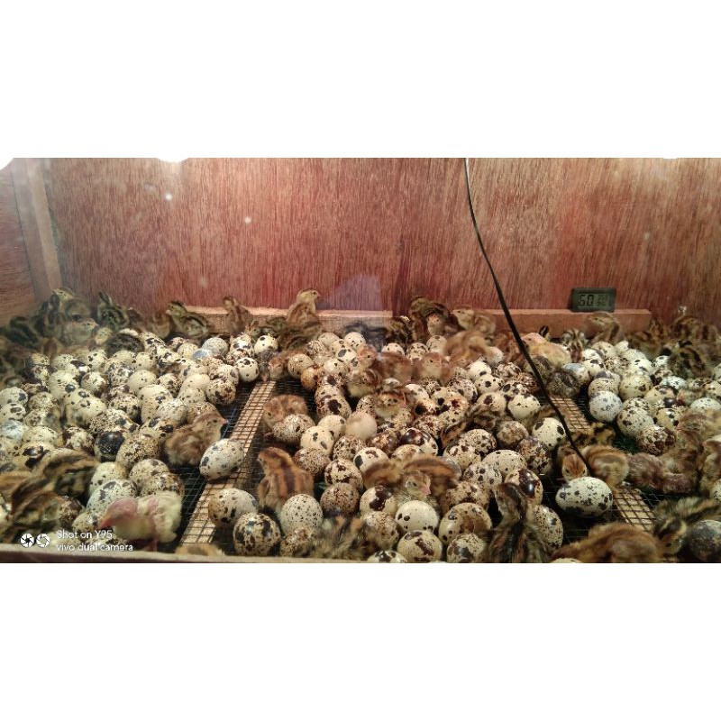 

telur puyuh (fertil) petelur jenis blester FINAL STOCK jantan hitam betina coklat