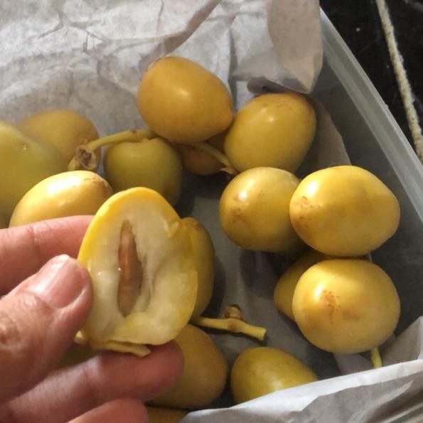 

DRF[1243] Kurma muda kuning 500gram Baru DaTang .,.,.,.,.,.,.,.,.,!