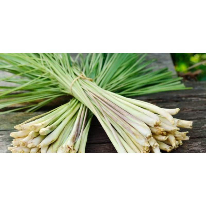 

Daun Sereh / Daun Serai per 250gram
