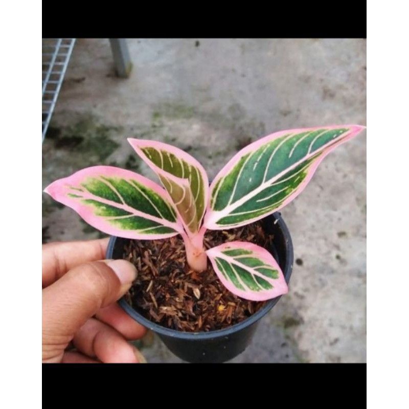 Tanaman hias aglonema LOTUS DELIGTH//Baby aglonema Lotus Deligth