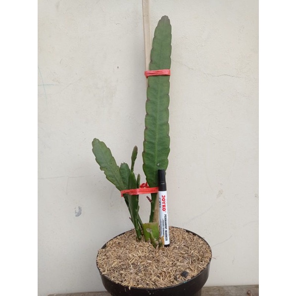 wijaya kusuma hibrid Princes Asqi