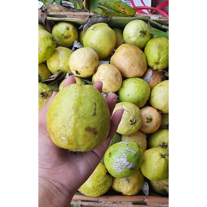 

Jambu Merah 500 gram