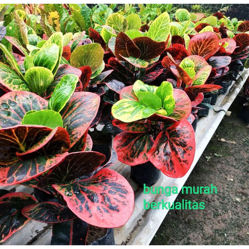 tanaman puring apel busarin jumbo