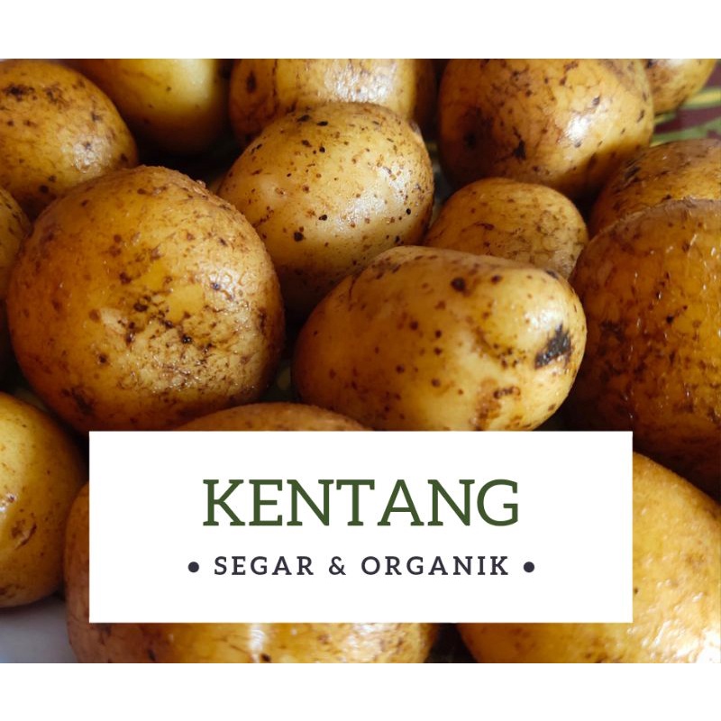 

kentang DN pangalengan 1kg/kentang mentah/kentang diet
