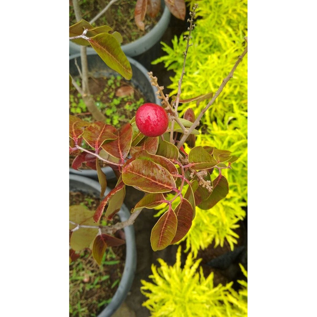 Bibit Kelengkeng Merah berbunga