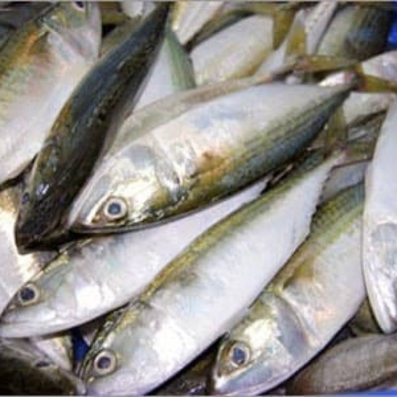 Ikan Kembung Size Kecil / Berat 500 gram