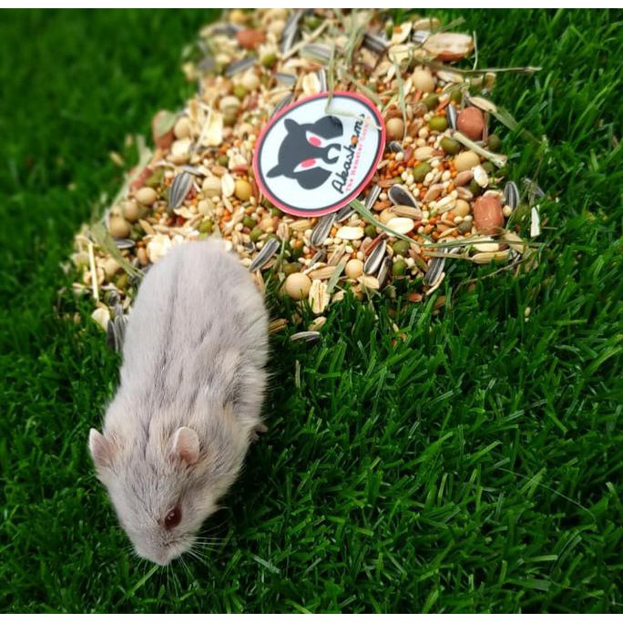 Hamster Campbell Opal, Blue, & Bluefawn (Gosend)