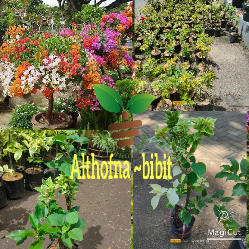 Bibit Bunga kertas-bougenville 3 Warna