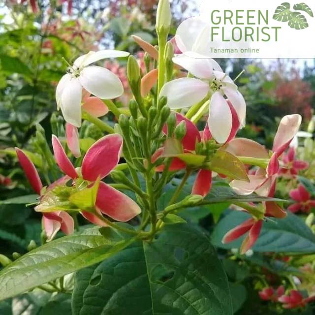 Pohon bunga melati belanda - tanaman hias melati belanda- melati belanda