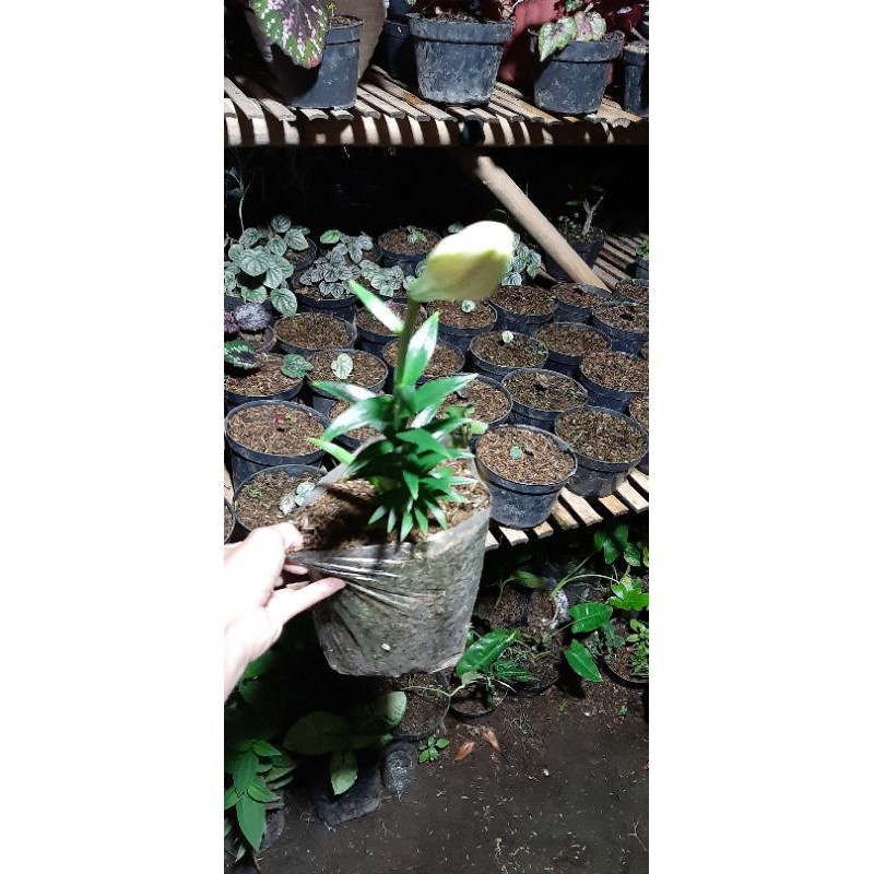 Lily Casablanca Bunga Putih