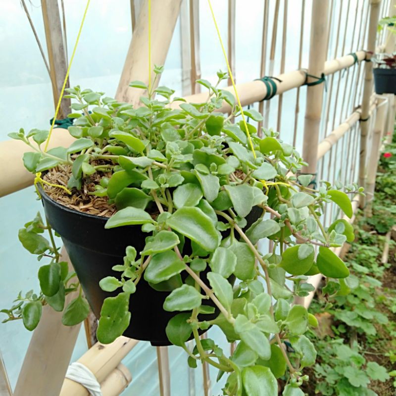 Tanaman gantung pilea depressa