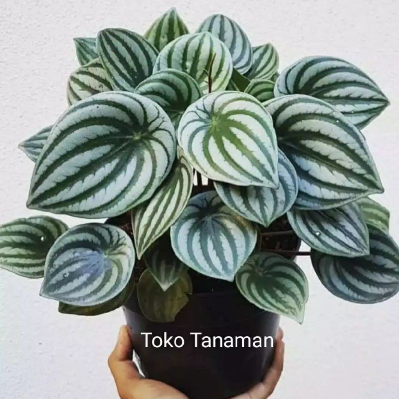 Tanaman Hias Hidup Indoor Peperomia Water Melon Shopee Indonesia