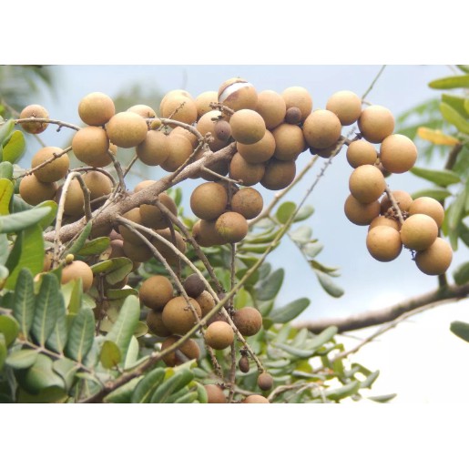 BIBIT BUAH KELENGKENG PINGPONG POHON KELENGKENG PINGPONG