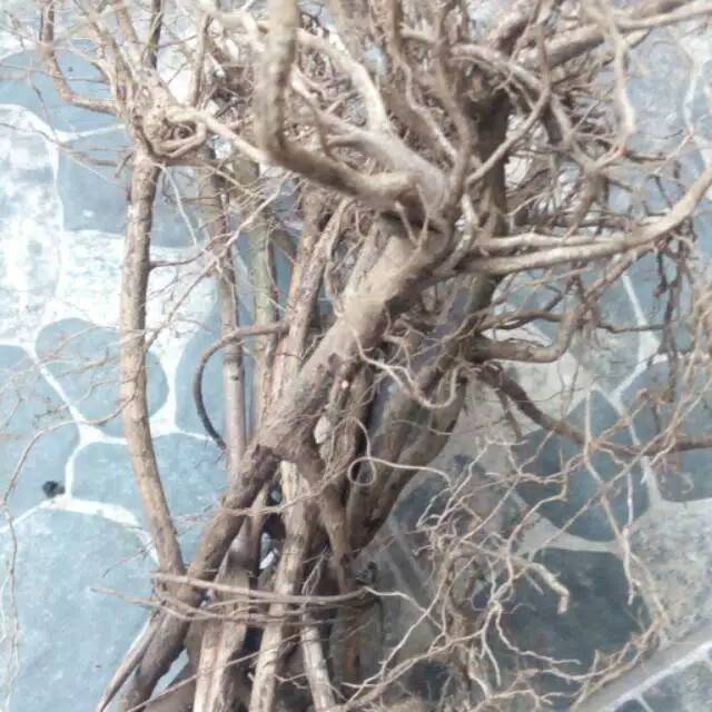 kayu akar senggani aquascape