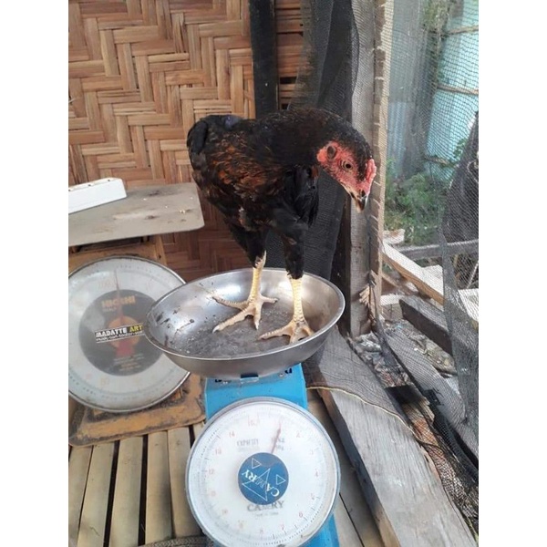 

Daging Ayam Kampung