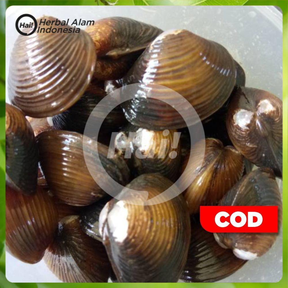 Remis (cece) atau kerang air tawar Segar per 100gram HAI STORE