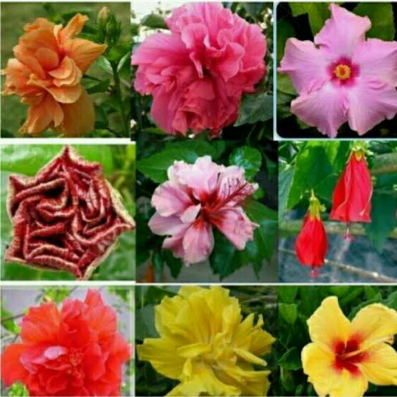 tanaman hias kembang sepatu paket 9 jenis bunga