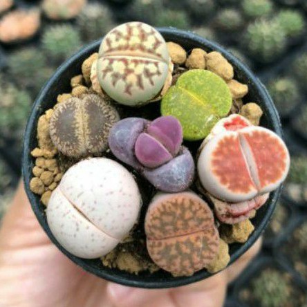 Lithops Cantik Murah bebas pilih