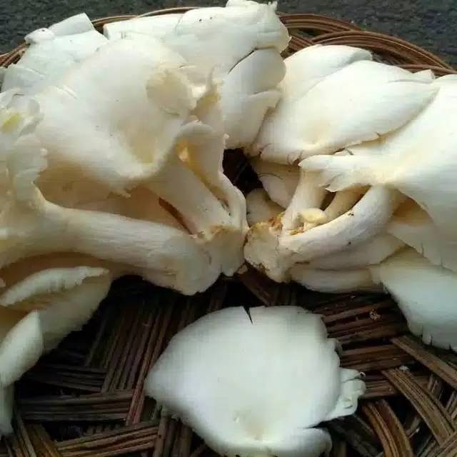 

Gudang Sayur - Jamur Tiram Segar 1 KG
