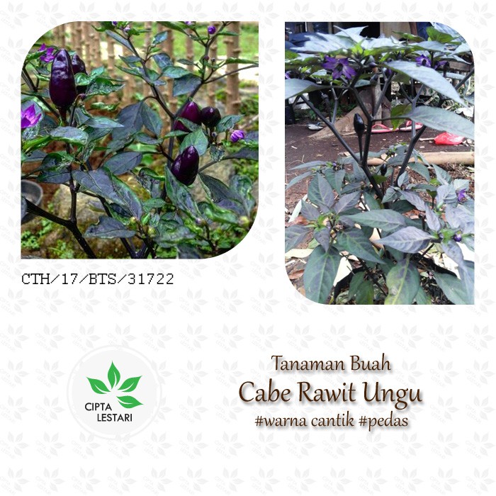 Bibit Tanaman Cabe Ungu Pohon Cabe Rawit Ungu Bibit Tanaman Cabe