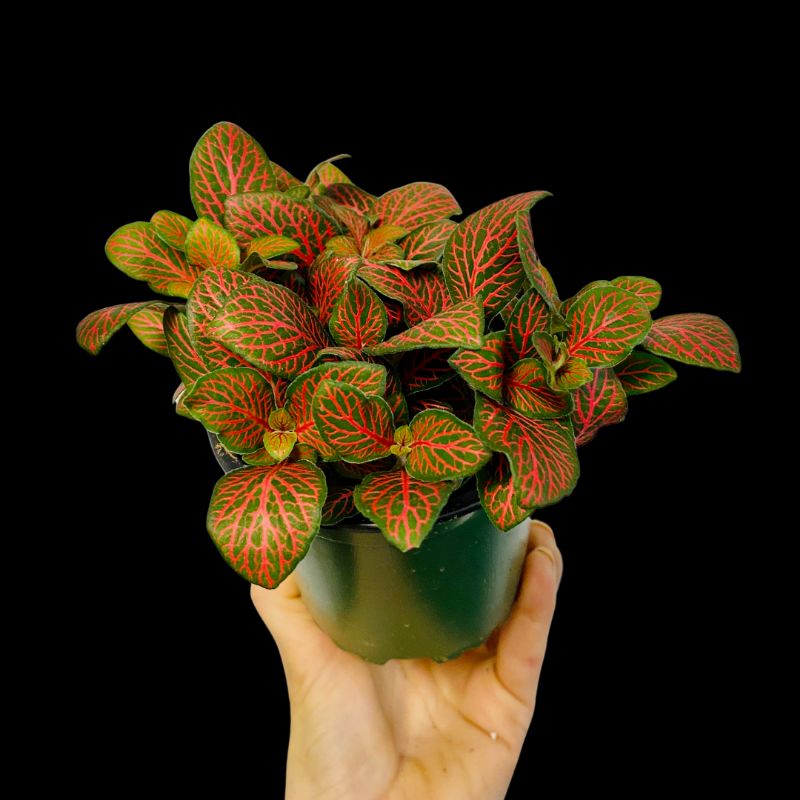 fittonia import merah