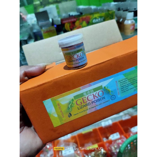 RACUN CICAK DAN TOKEK GECKO