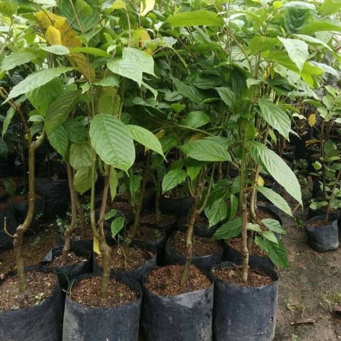 Pohon bunga kenanga tanaman bunga kenanga