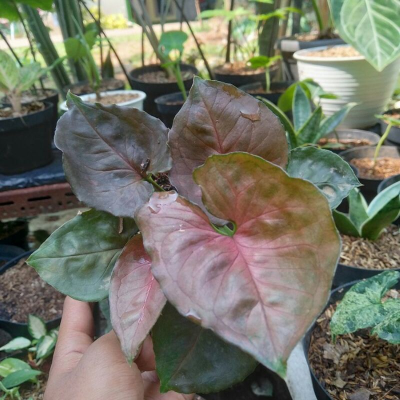 Tanaman Hias Syngonium Allusion Pink