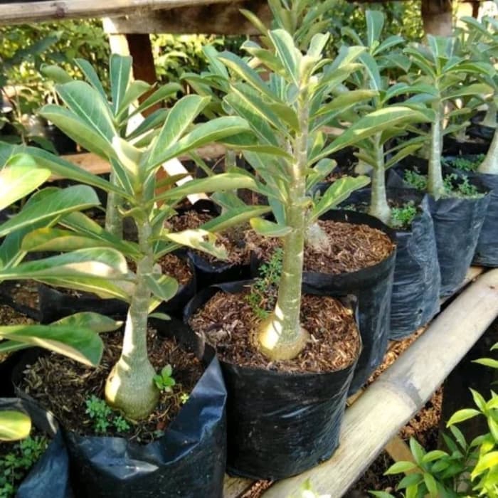 

promo Jual Paket 9 Bibit Bunga Adenium - Kamboja Jepang Obesum-