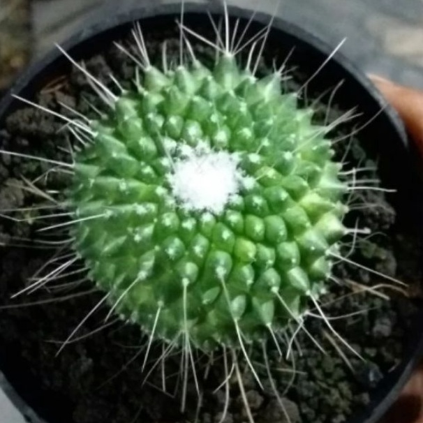 Kaktus mamil duri jarum ownroot