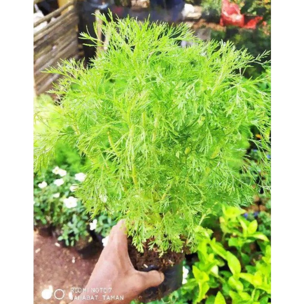 Tanaman Pagar Cemara air - Tanaman hias Cemara air