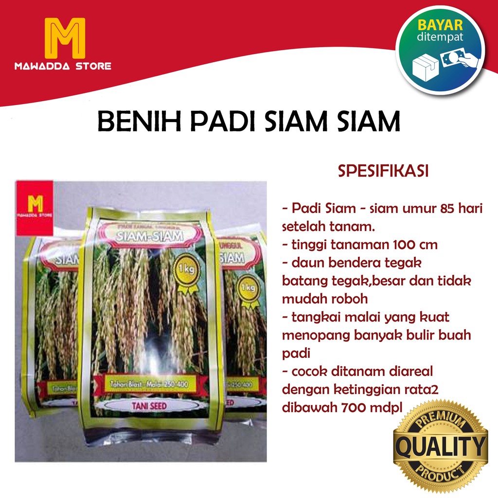 Jual Benih Padi Siam-siam Bibit Unggul 1KG Indonesia|Shopee Indonesia