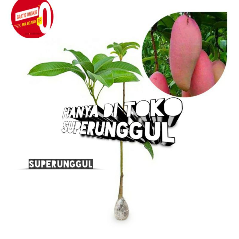 bibit mangga red ivory murah