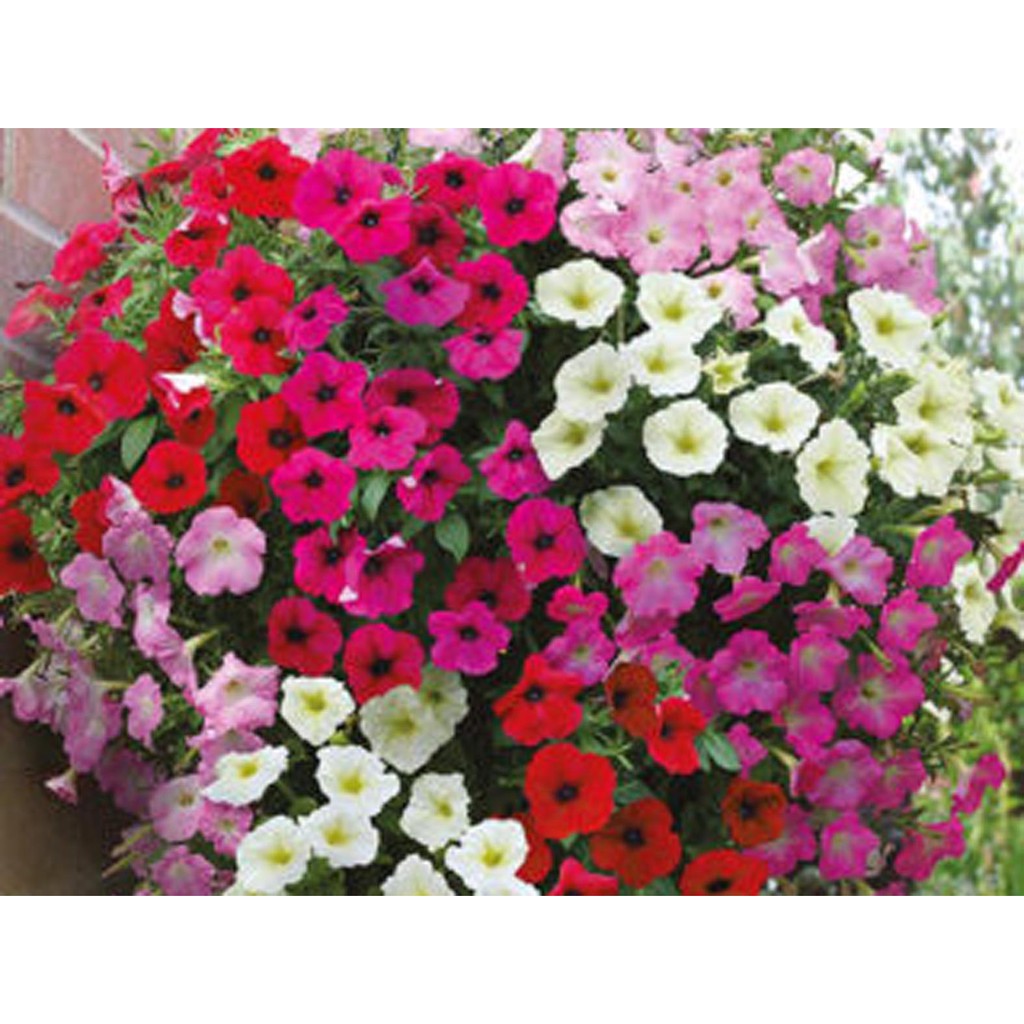 Biji Bunga Petunia Mix - Bibit Tanaman Pohon Bunga Petunia Mix - Bunga Petunia Mix - COD